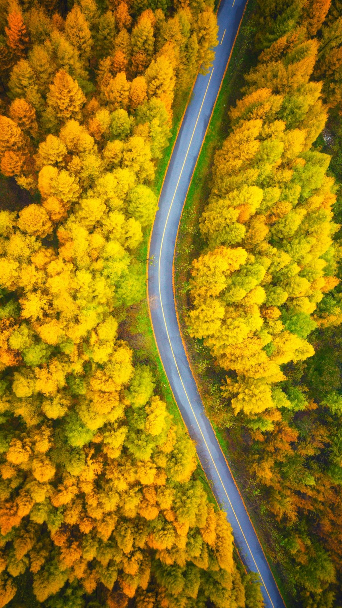 竖屏 4k手机 高清 秋天 风景 公路 鸟瞰 壁纸 图片