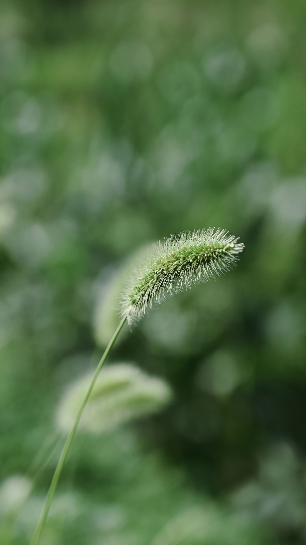 摄影 狗尾草3k全面屏手机壁纸护眼